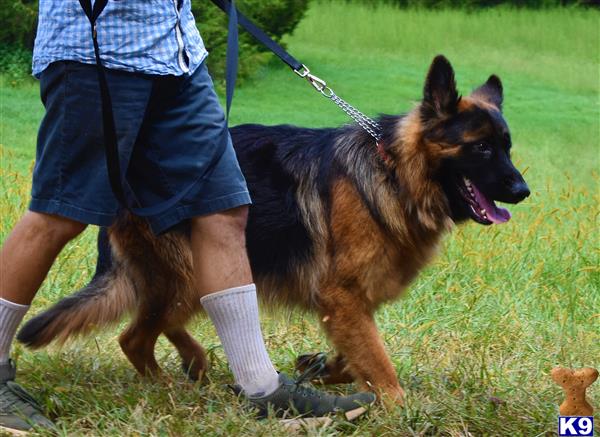 blueridgelanegsd Picture 2